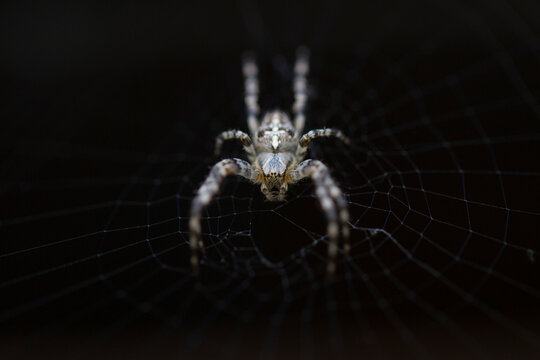spider 