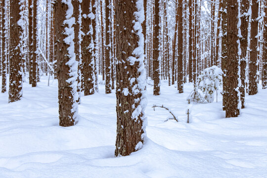 Pine trees in a snow covered forest