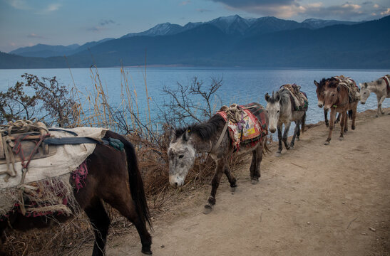 Mules carrying load in the shoreline of Rara Lake, Nepal.