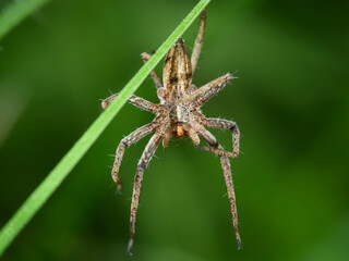 spider on a leaf
