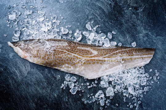 Raw Norwegian skrei cod fish filet with skin offered as top view with ice on a black board with copy space