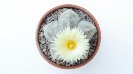 Cactus Astrophytum myriostigma cv. onzuka with a white flower birds eye view large