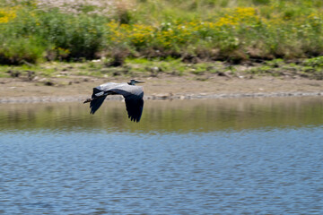 A great blue heron bird in flight, over a pond