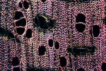 Agarwood plant cells micrograph