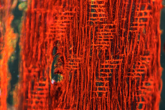 Agarwood plant cells micrograph