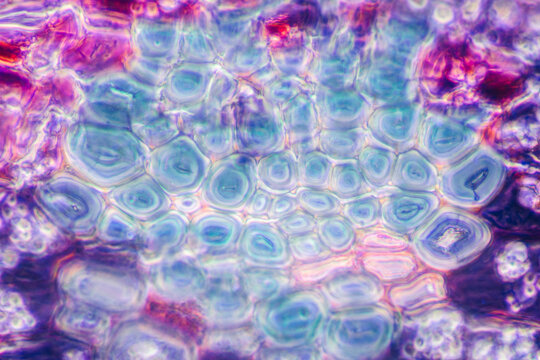 Cinnamon bark plant cells micrograph