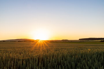 wheat field at sunset