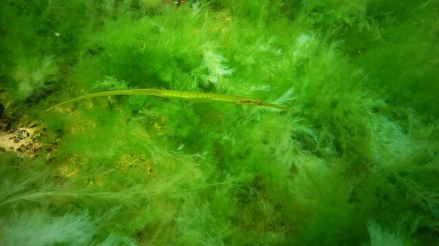 Fish in the thickets of seaweed. Broad-nosed pipefish (Syngnathus typhle) is a fish of the Syngnathidae family