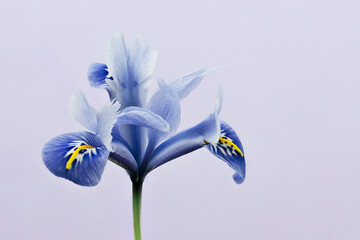 Blue spring flower
