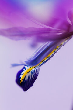 Petal and prism refraction