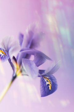 Rainbow blurry vision of flower