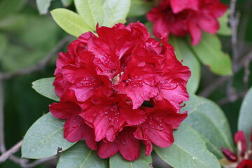 Botanical Garden Flowers and Petals