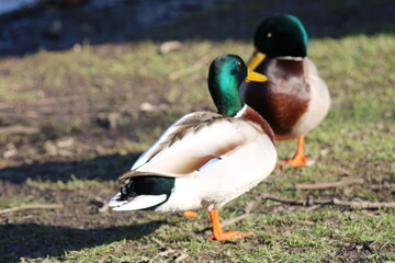 Männliche Stockente