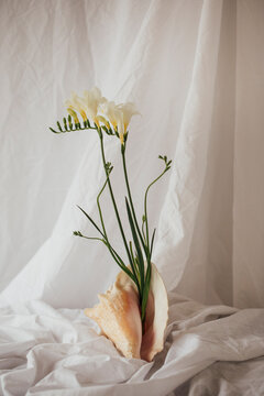 freesia flowers in a seashell