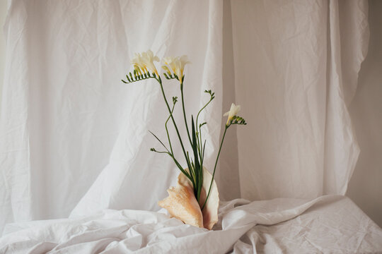 freesia flowers in a seashell