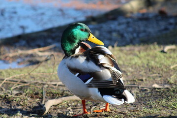 Männliche Stockente