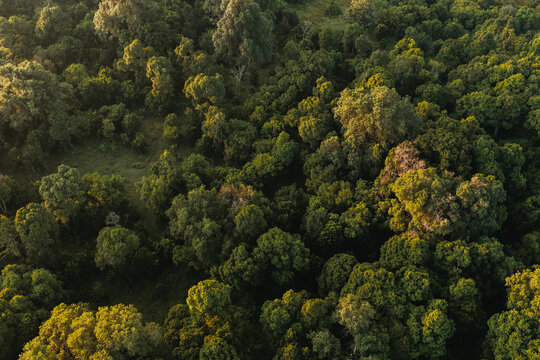 Fototapeta Kenya Safari