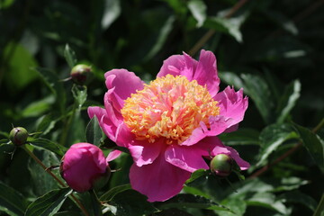 Botanical Garden Flowers and Petals