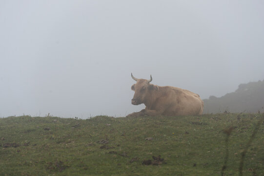 cow grazing in the misty mountains