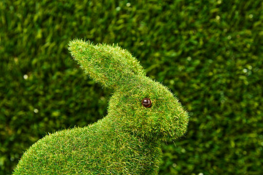 grass rabbit on the grass