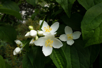 white flowers on green leaf branch of flowering jasmine bush in spring garden