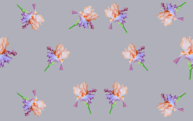 Obraz na płótnie Canvas seamless pattern with purple iris flowers