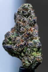 Cannabis Flower Macro - Strain: Sunset Sherbet