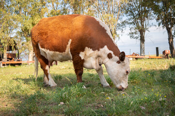 cow grazing