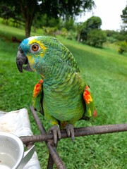blue and yellow macaw