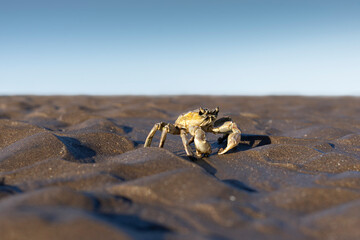 lone crab standing on the sand of a beach