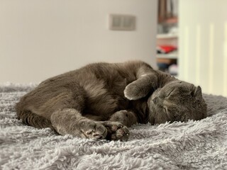 british cat sleeping on its side