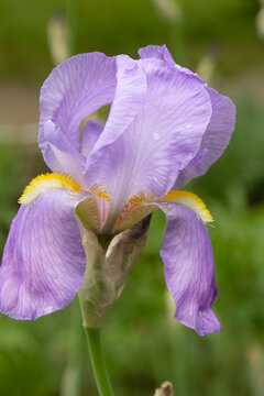 Iris pallida variegata light purple color flower plant into spring flowering botanical garden 