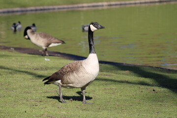 Kanadagänse am See