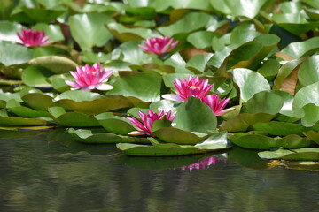 Water lily. Nymphaeaceae aquatic perennial plant.