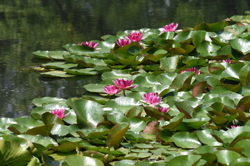Water lily. Nymphaeaceae aquatic perennial plant.