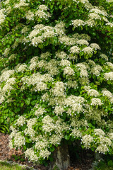 Climbing hydrangeas on tree in garden
