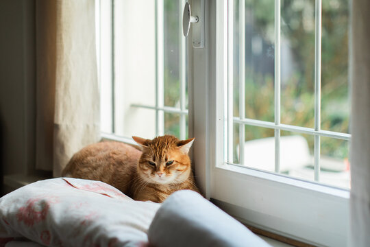 Irritated cat lies on windowsill