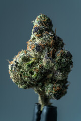 Cannabis Flower Macro - Strain: Sunset Sherbet