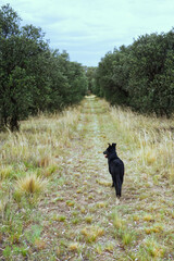 dog on a path surrounded by olive trees