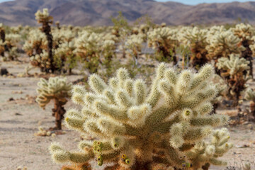 Cholla cactus garden in Joshua Tree National Park