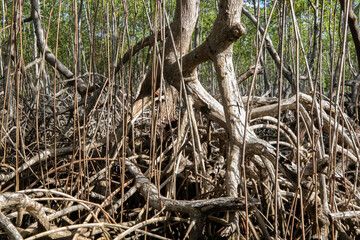 Roots of mangrove trees growing in water. Dominican Republic, Samana bay. Close-up