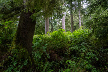 Old groth cedar trees in an old growth forest near Rockaway on the Oregon coast