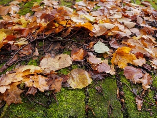 Fallen brown color leaf on a green moss covering old wooden roof, autumn or fall season. Selective focus. Nobody