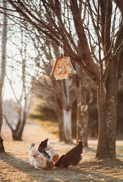 Chickens free ranging