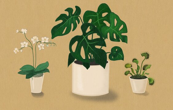 Three contrasting houseplants