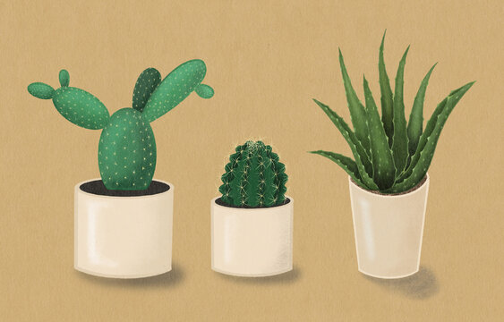 Aloe vera and cactus