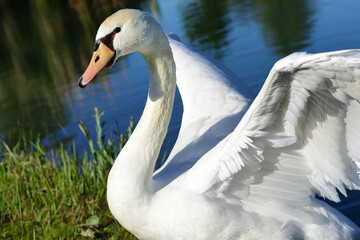 A white swan opens its wings in front of a lake