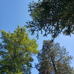 trees and sky