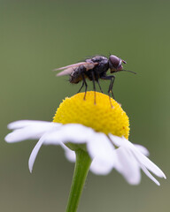 fly perched on a chamomile flower