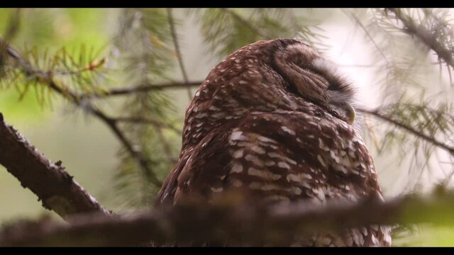 A spotted owl rests in a tree in the Sierra Nevadas.